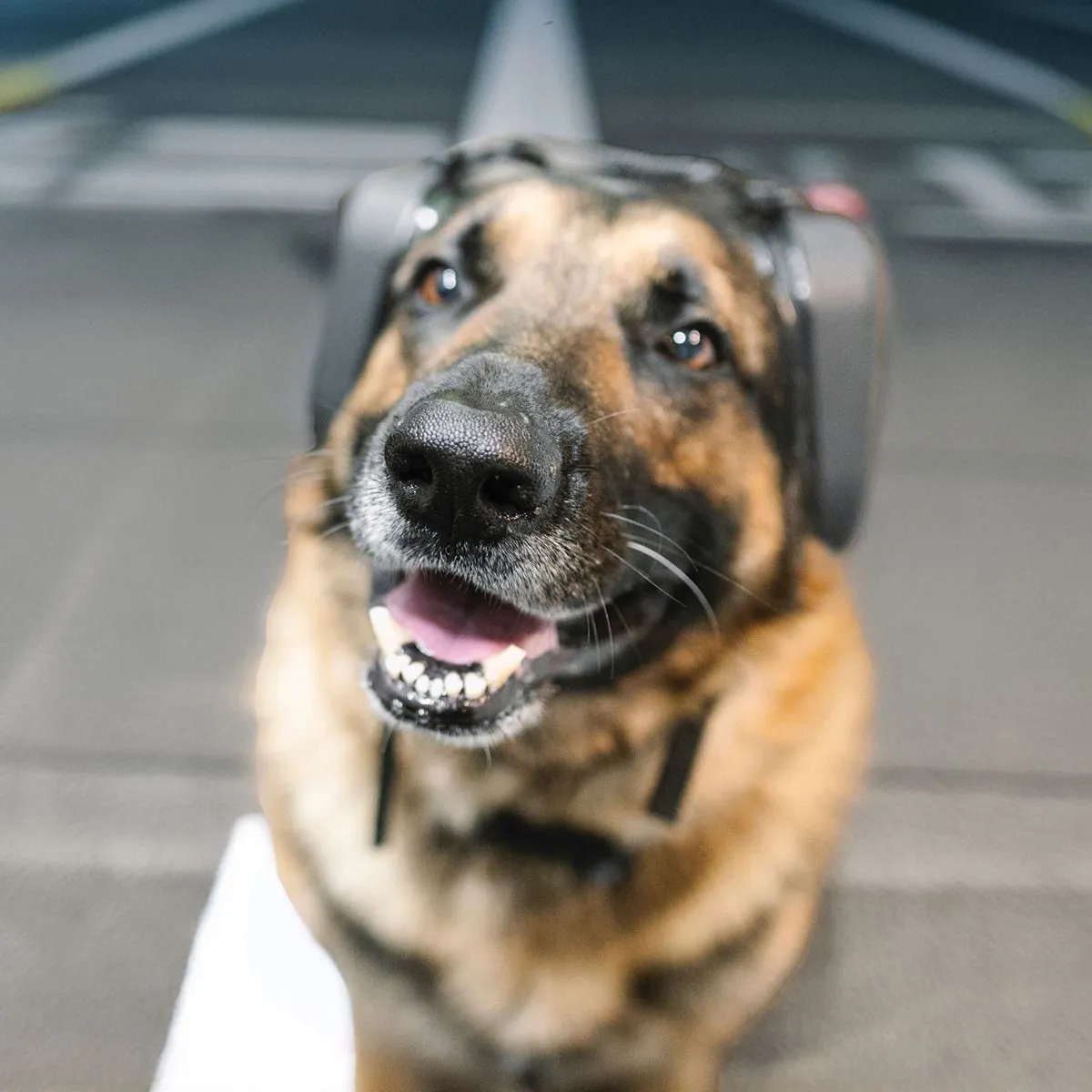 4Paws Aviation Dog Ear Muffs