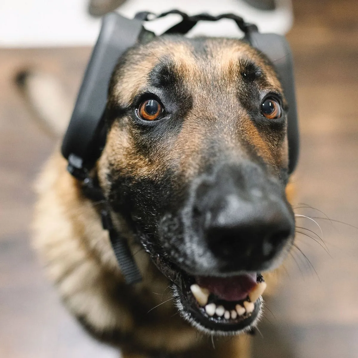 4Paws Aviation Dog Ear Muffs 3 4Paws Aviation Dog Ear Muffs