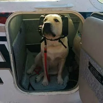 4Paws Aviation Dog Ear Muffs 4 4Paws Aviation Dog Ear Muffs